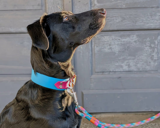 Breit statt schmal - das perfekte Hundehalsband