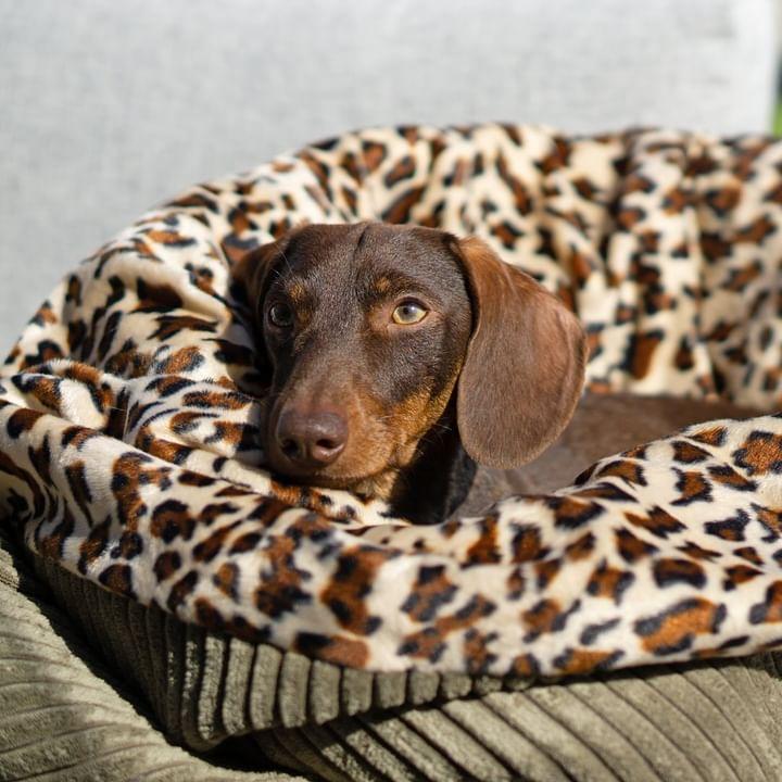 kuschelsack schlafsack hund Kuschelsack Hund