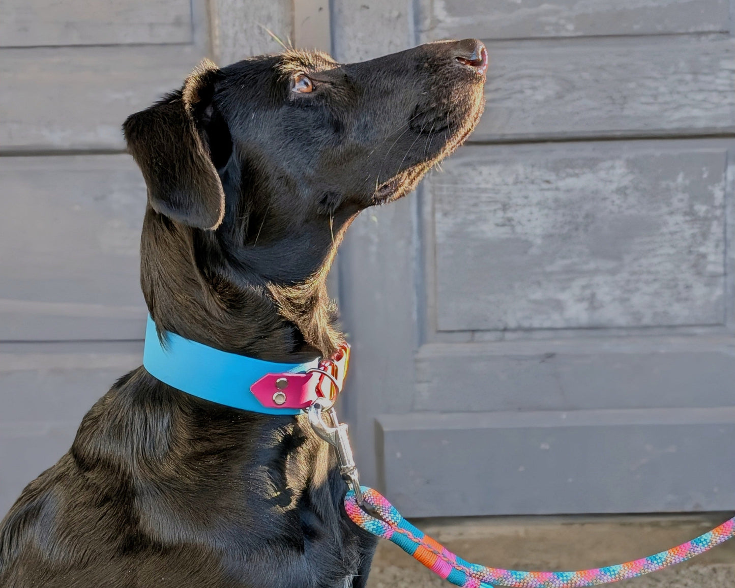 Biothane® Halsband ' Spring Pop'