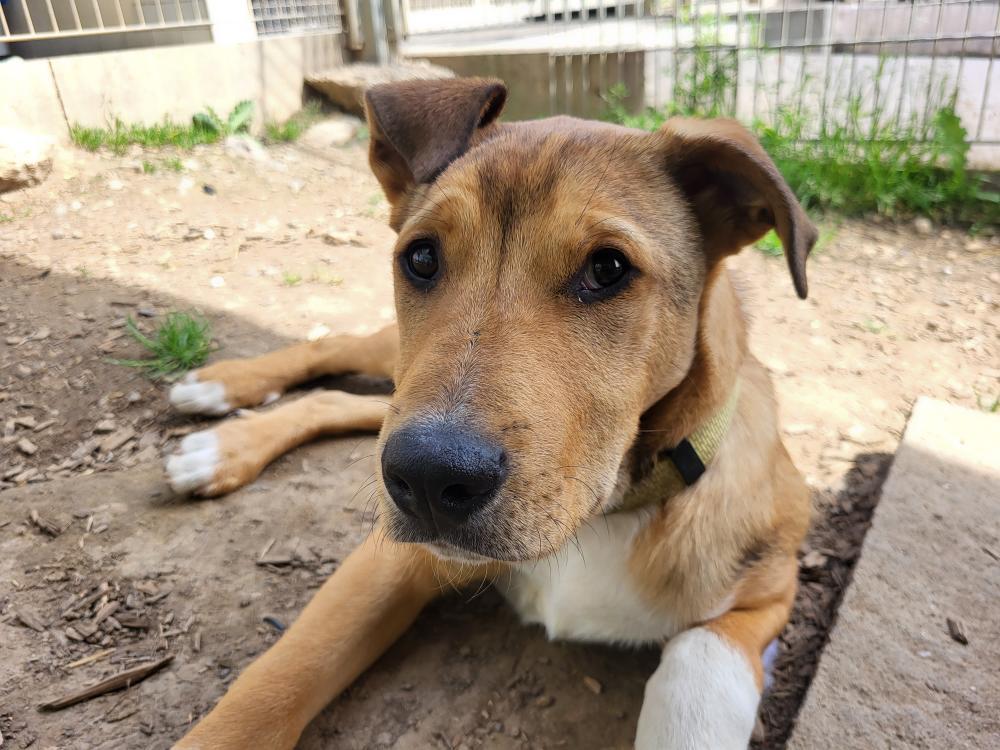 Tierheimleben – Zwischen Schmerz, Hoffnung und Neubeginn