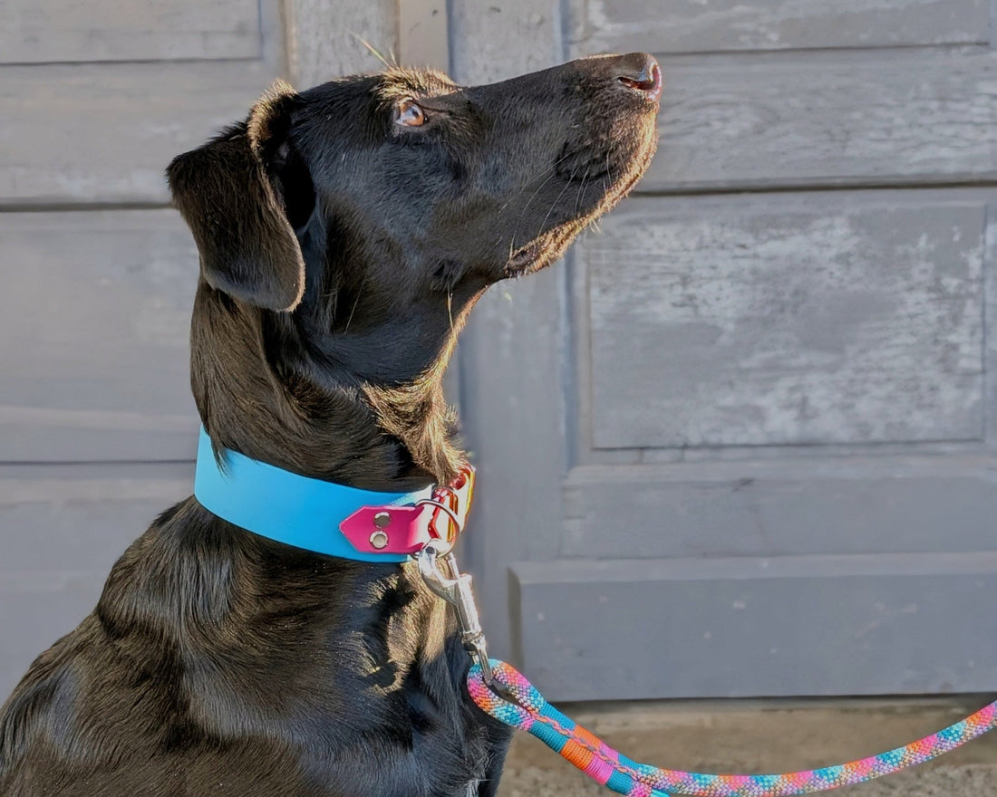 Breit statt schmal - das perfekte Hundehalsband