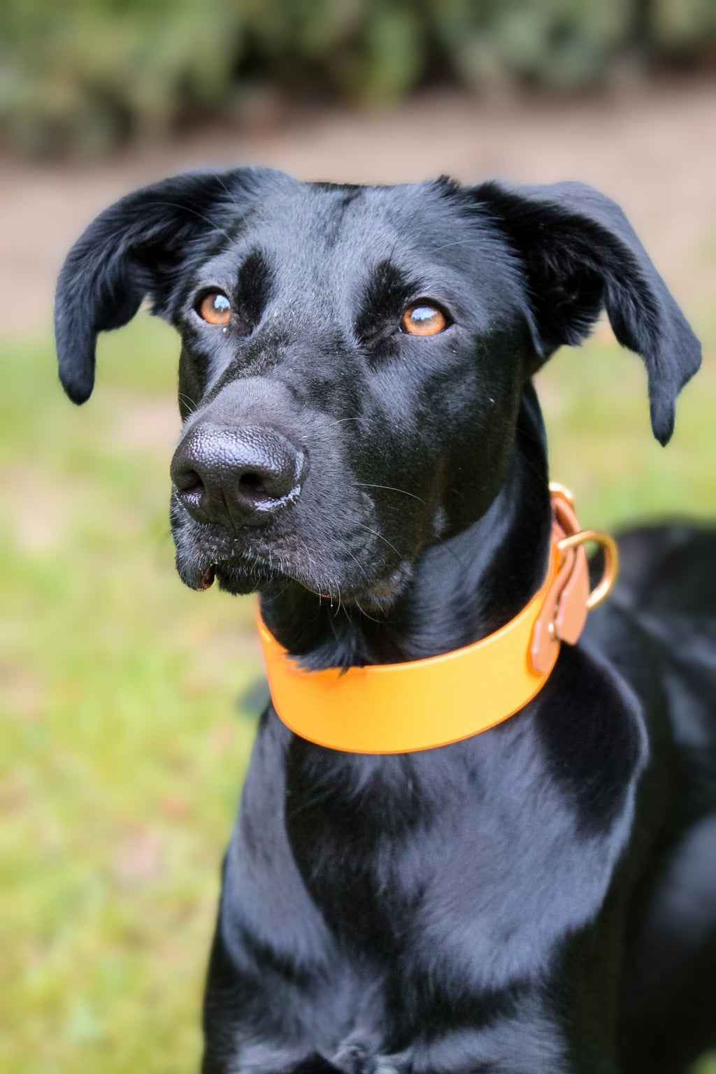 Biothane®Halsband  'Twin' Gestalte selbst, uni oder zweifarbig