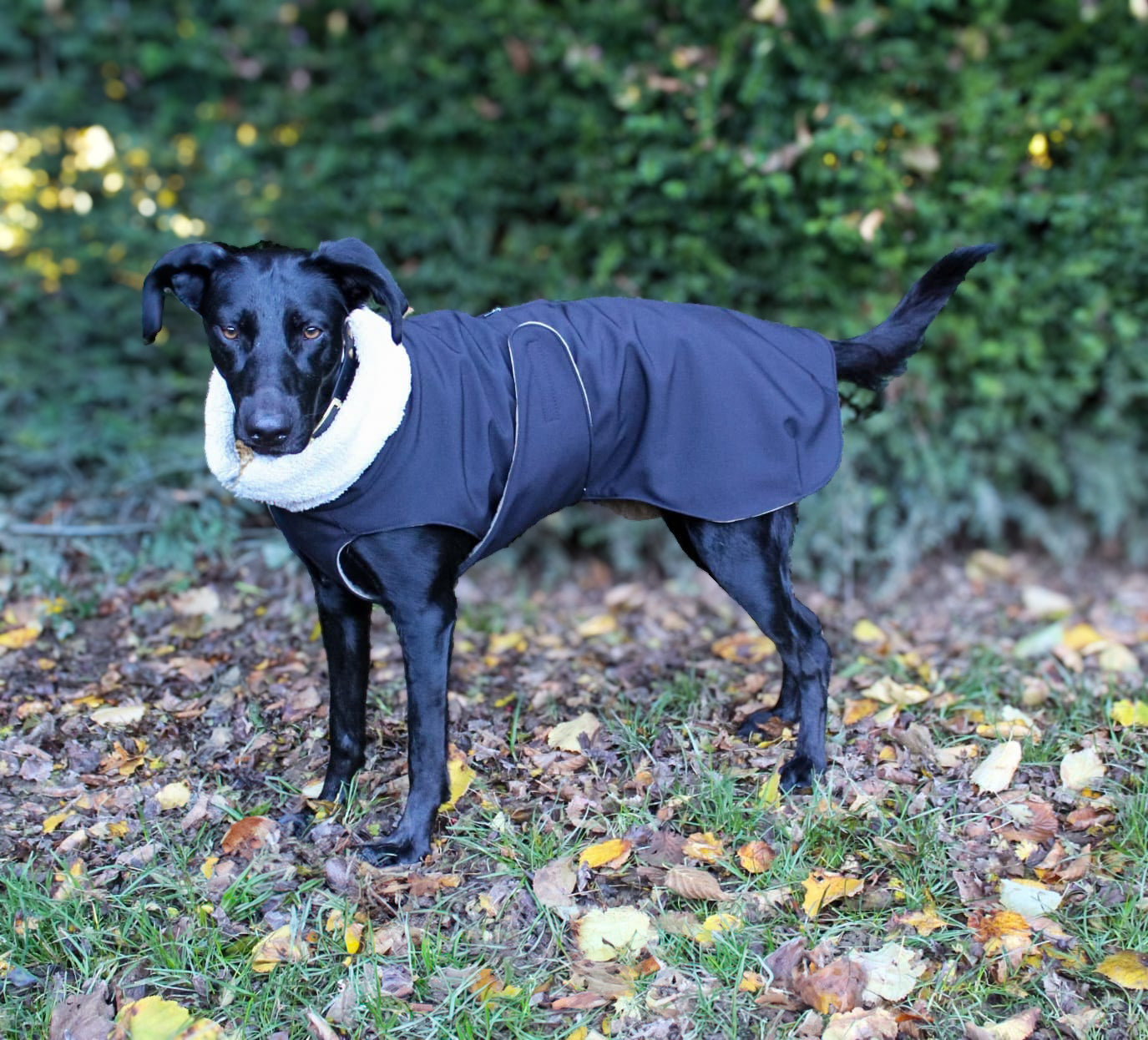Hundemantel 'May' aus Softshell
