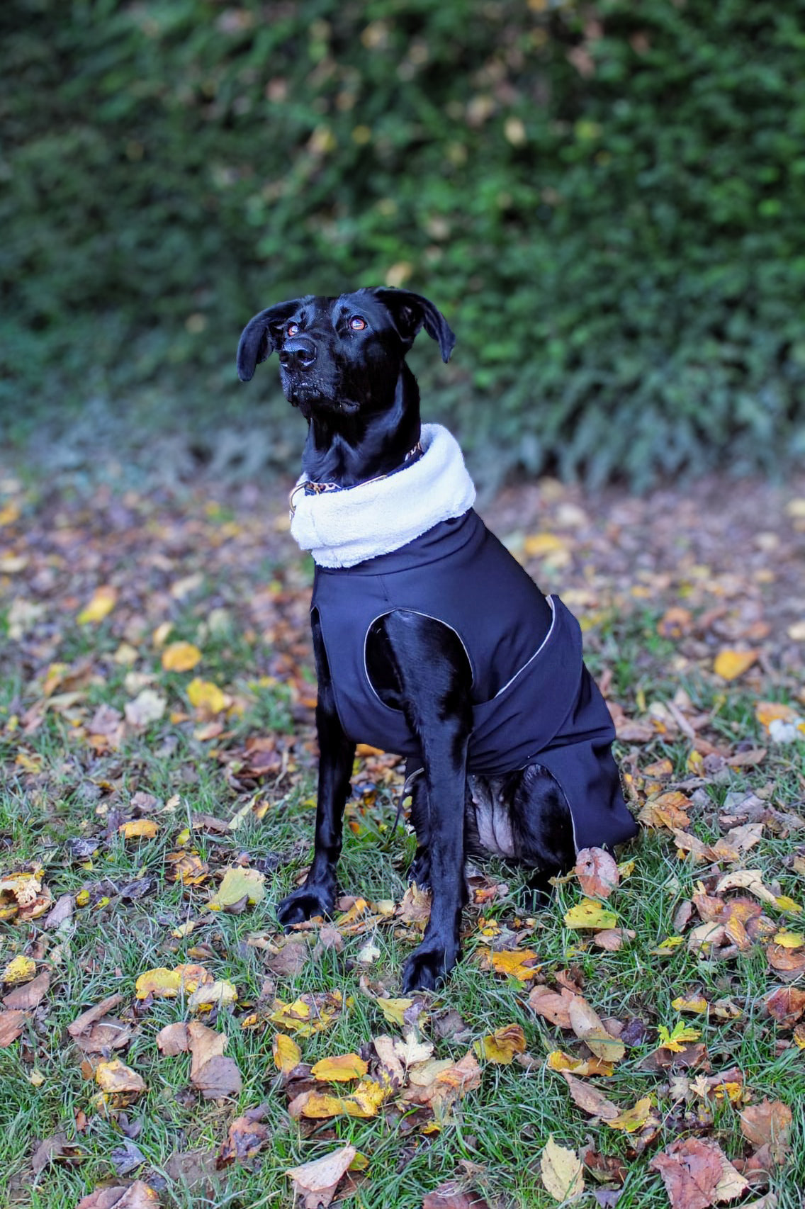Hundemantel 'May' aus Softshell