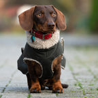 Hundemantel 'Watson' Dackelvariante