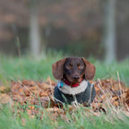 Hundemantel 'Watson' Dackelvariante