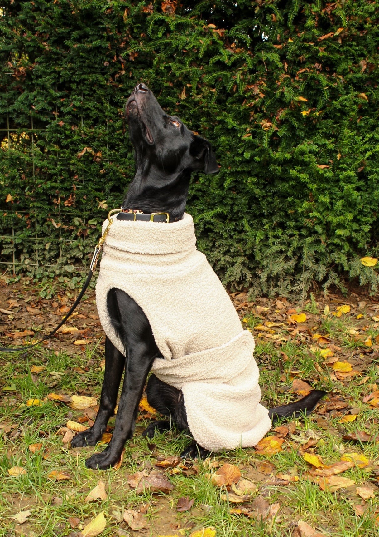 Hundemantel Boucle in verschiedenen Farben