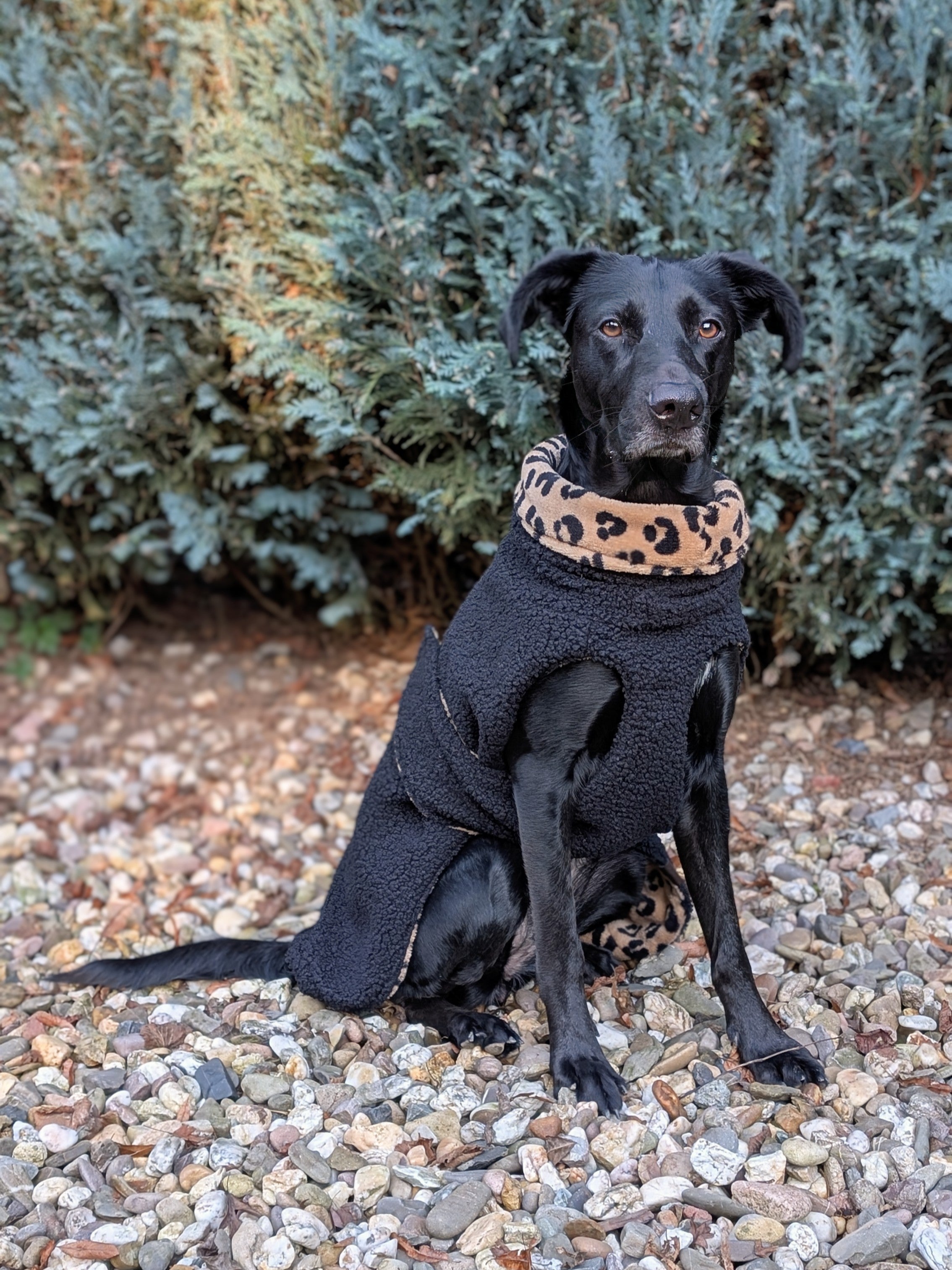 Hundemantel Bouclé x Leo