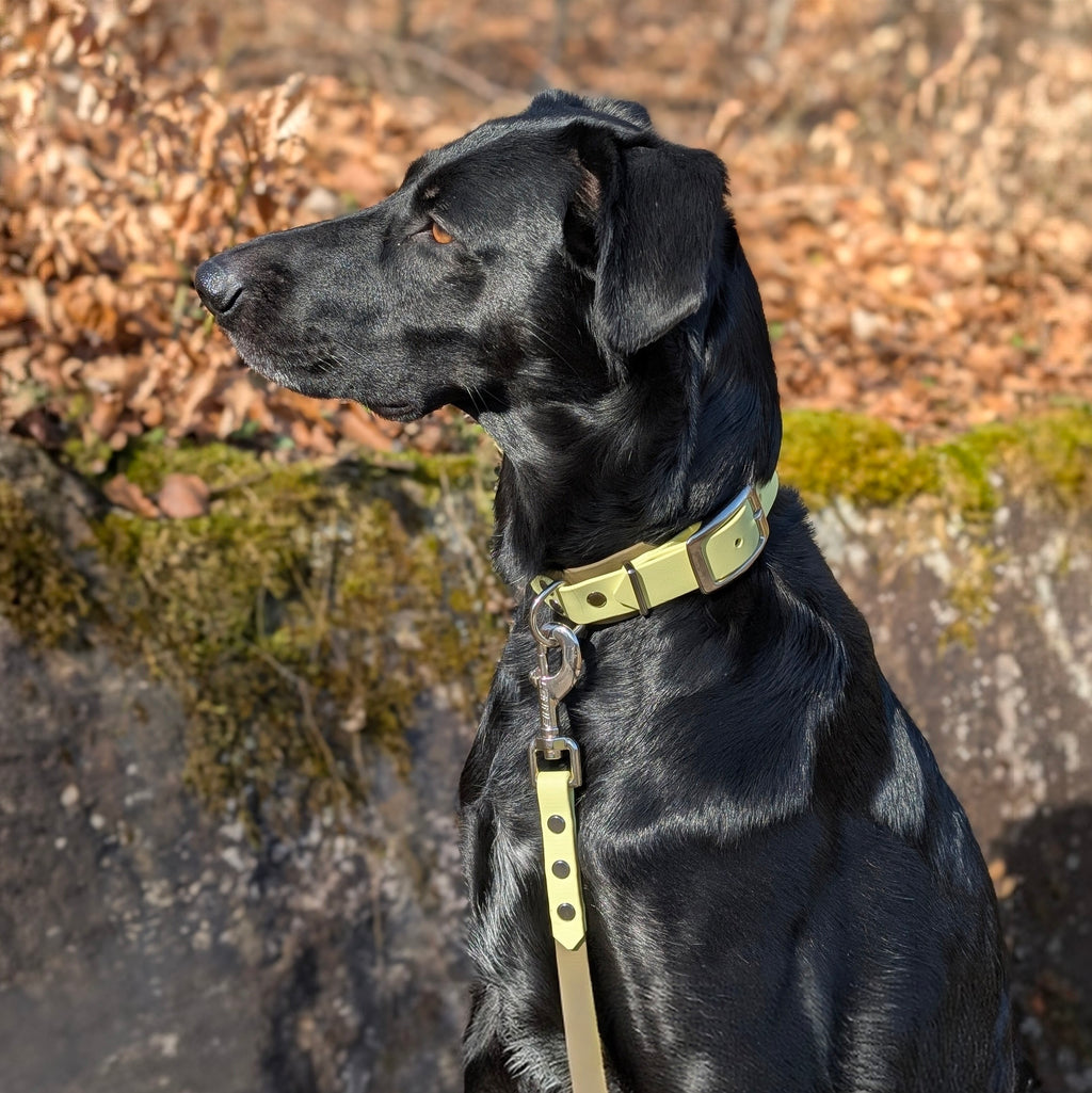 Halsband Desert Lime