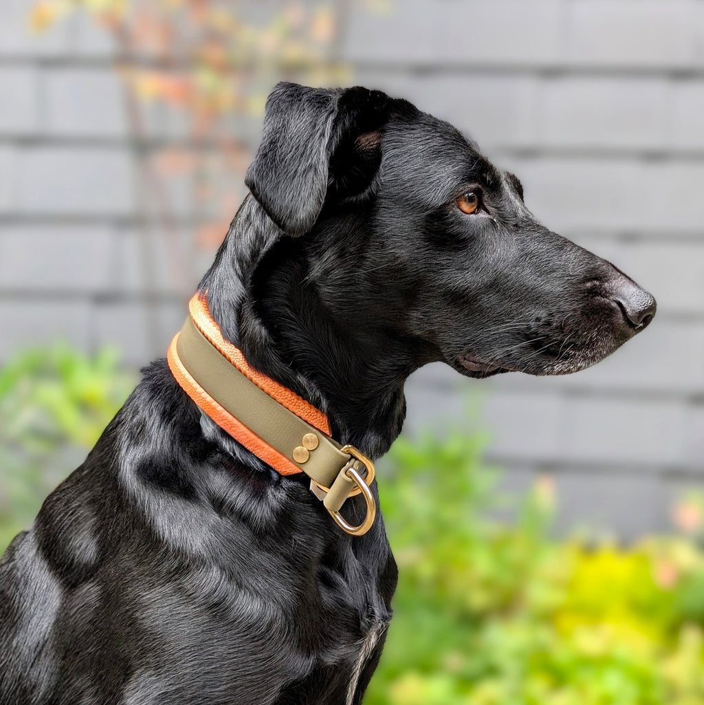 Hund mit Zugstopphalsband gepolstert Biothane