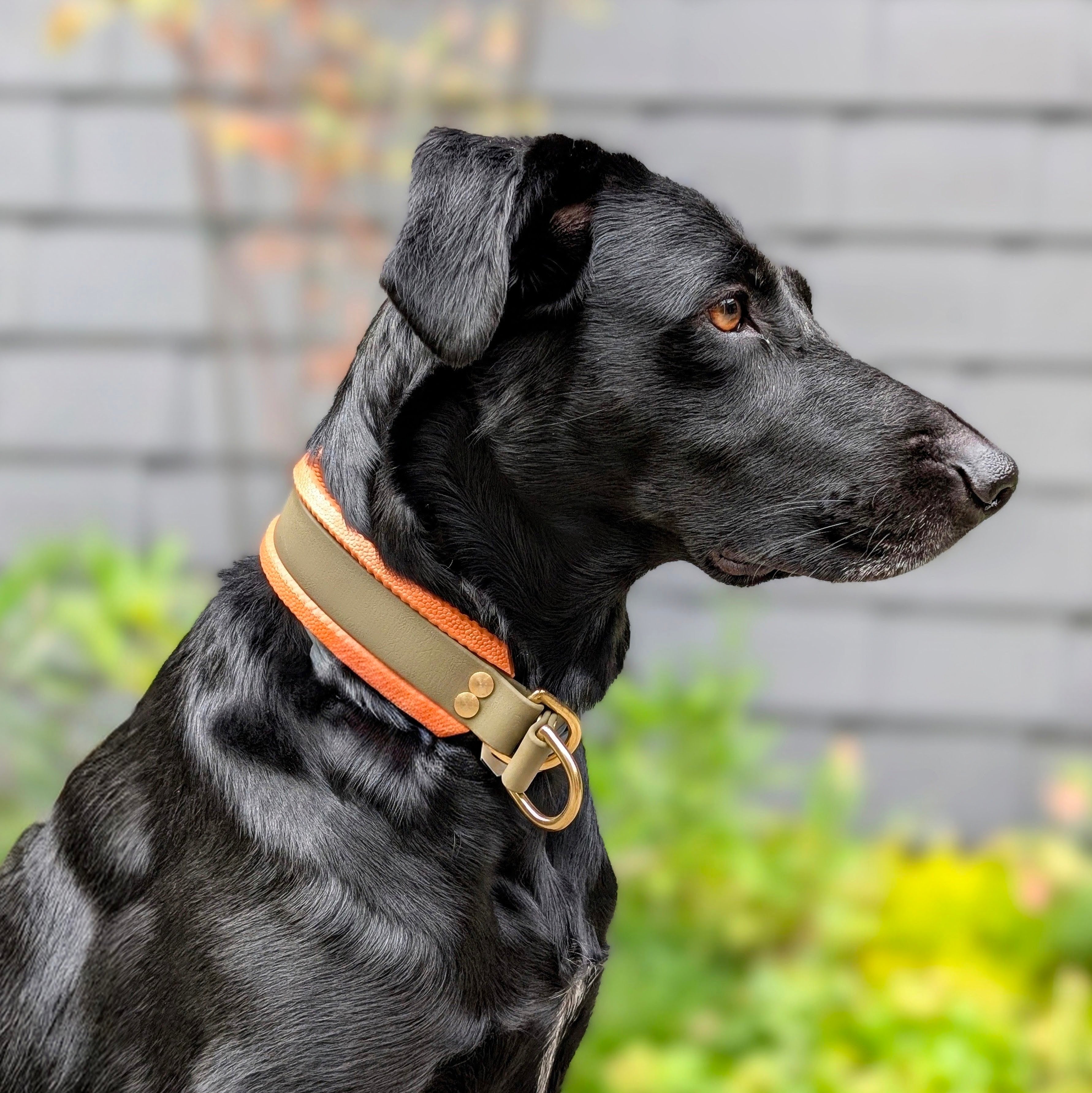 Hund mit Zugstopphalsband gepolstert Biothane