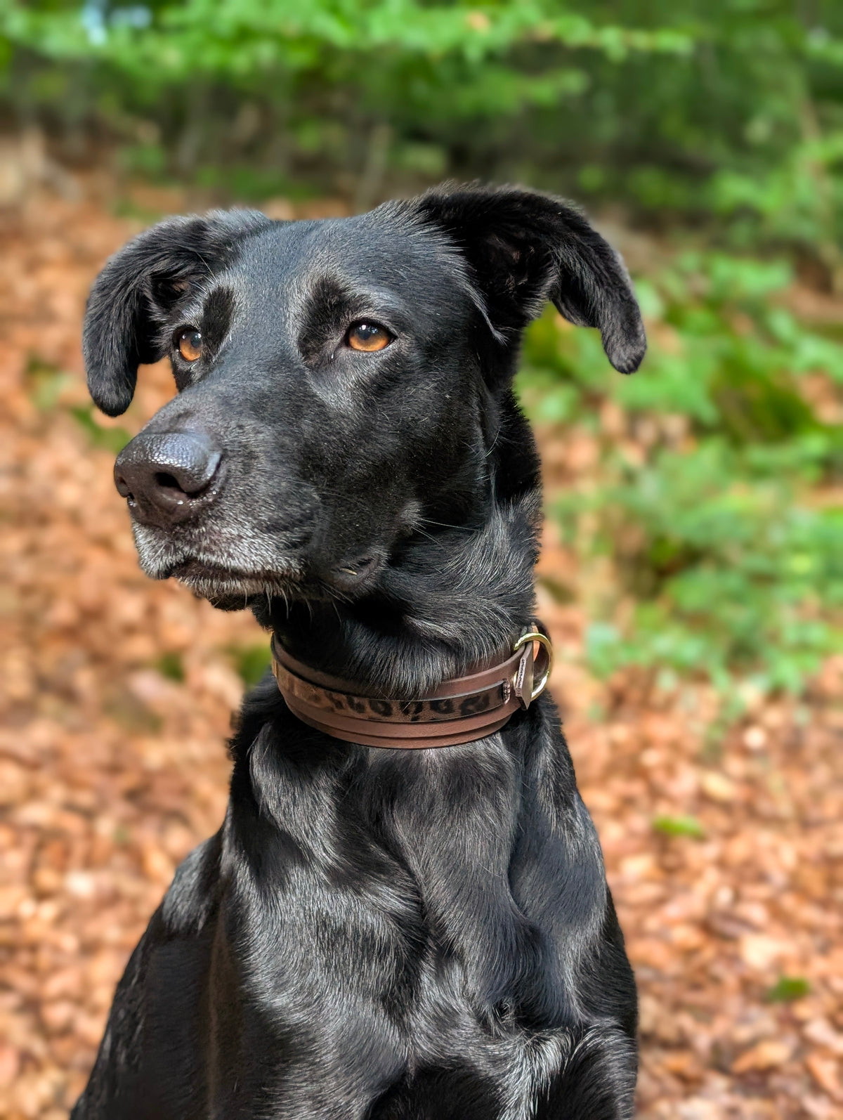 schwarzer Hund trägt ein Biothane Halsband in dunkelbraun mit einem Leopard Muster