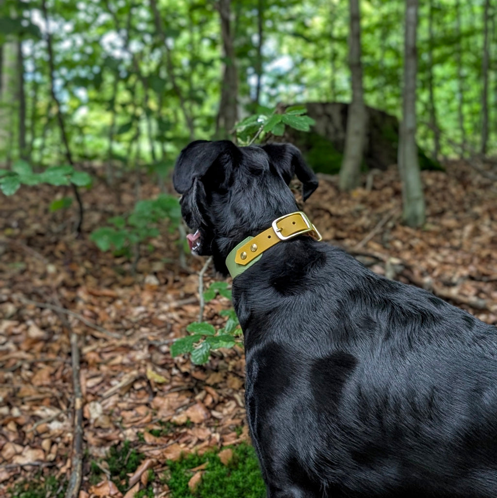 Hund im Wald trägt Biothane Halsband in guacamole und senf mit Messing Beschlägen