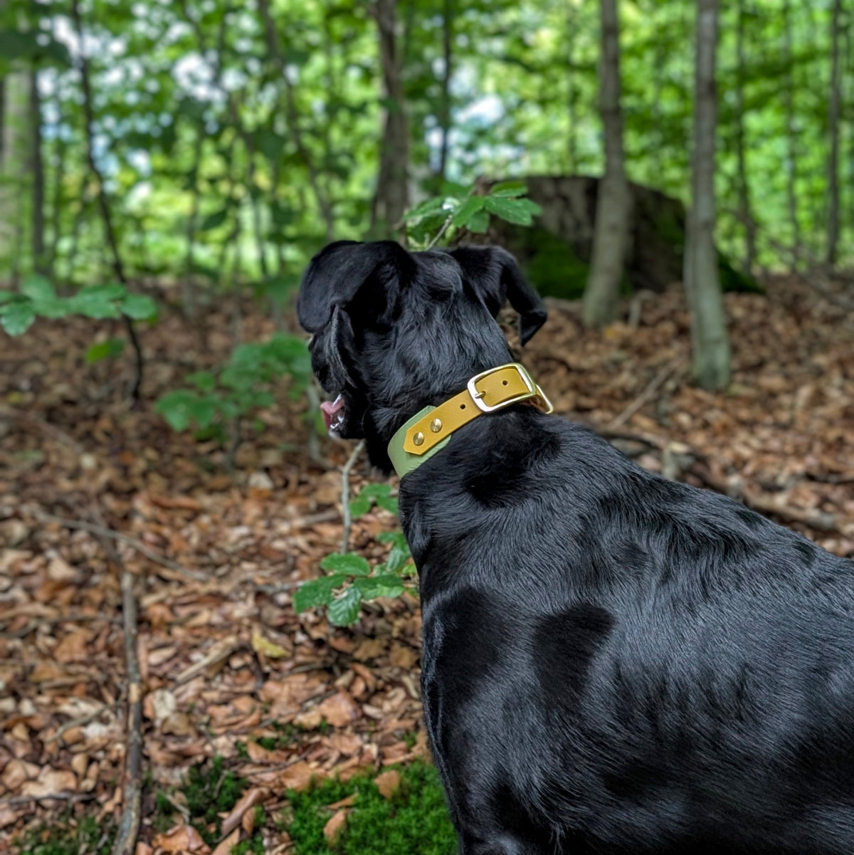 Hund im Wald trägt Biothane Halsband in guacamole und senf mit Messing Beschlägen