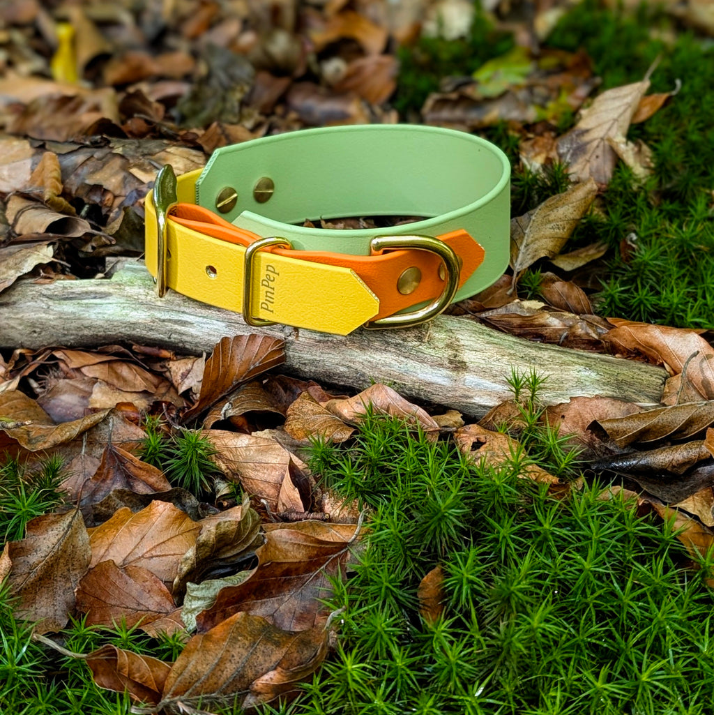 Biothane Halsband im Wald auf Laub liegend in guacamole senf und burtnorange und messing Beschlägen