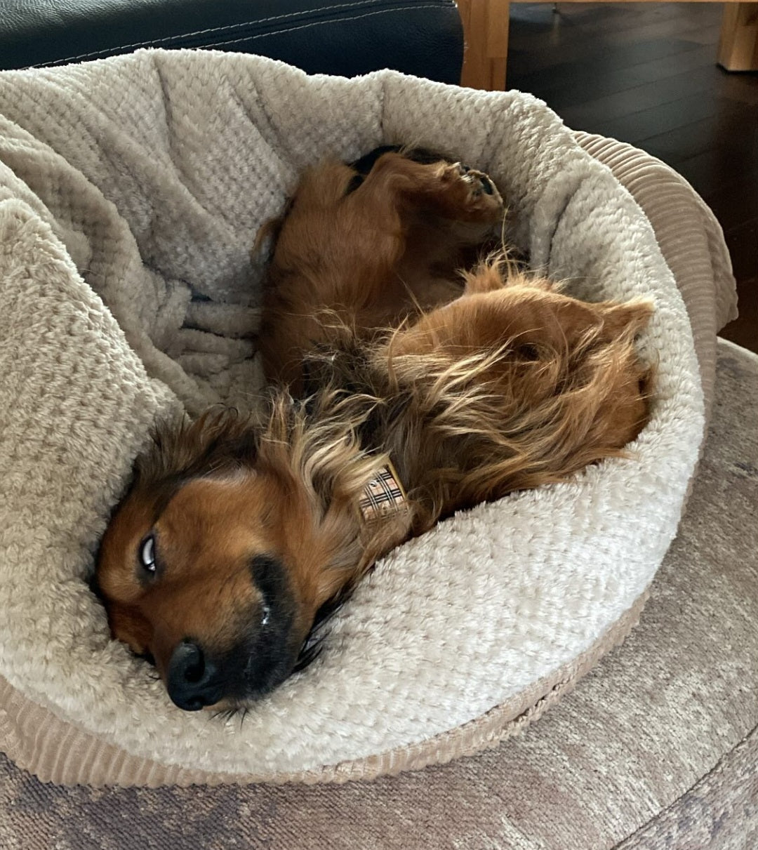 PinPeps Kuschler Cord, Boucle & Polsterstoff