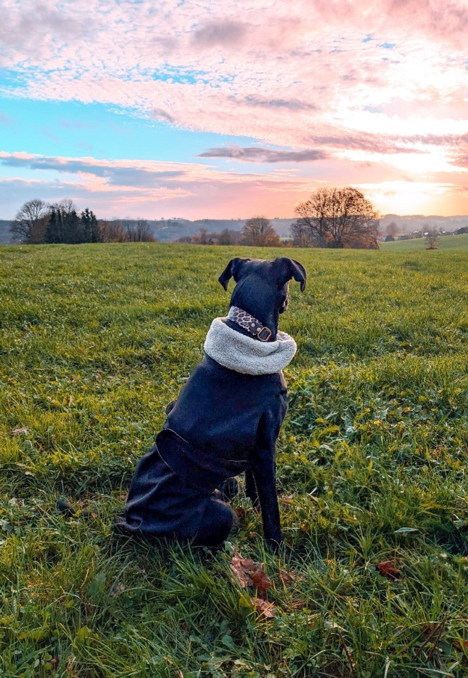 Hundemantel 'May' aus Softshell